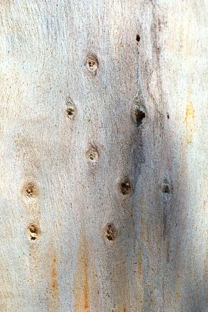 Eucalyptus Trunk Knots